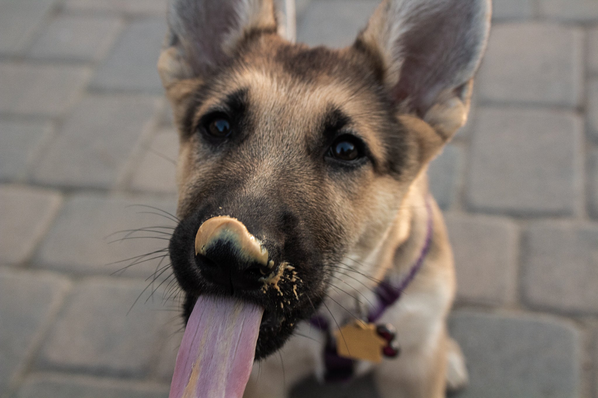 Is peanut butter safe for dogs?