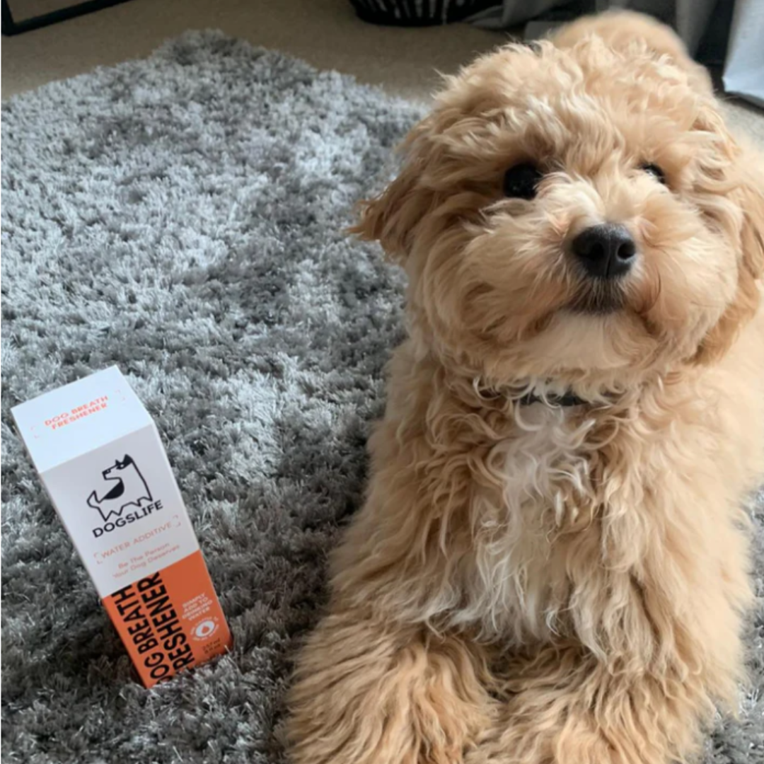 Dogs life Dental Water Additive 237ml | Breath Freshener | Brush Free Formula (8546317304050)