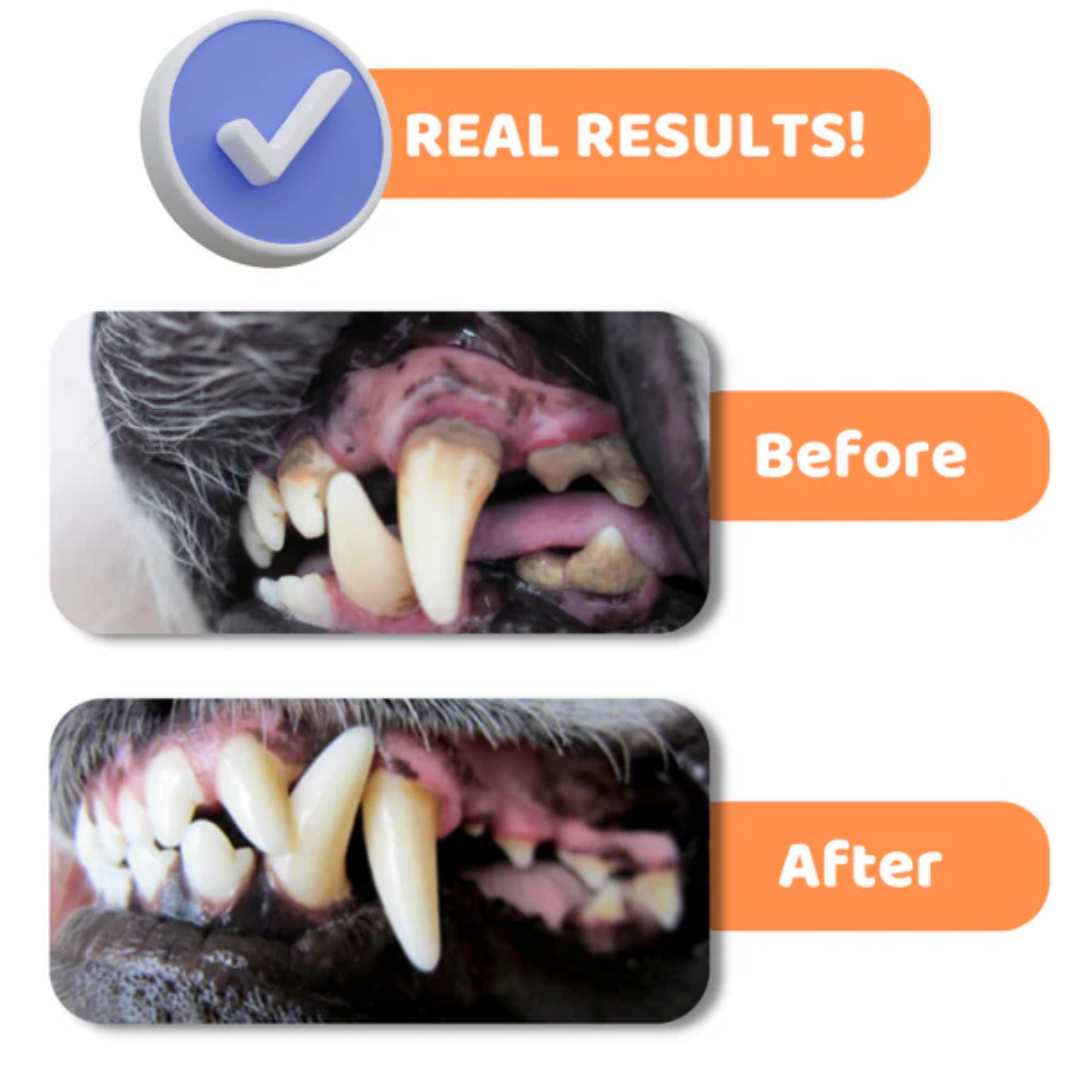 Dogslife Dental Care Kit (Copy) (8780443091186)