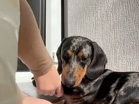 Dogslife Nose & Paw Balm & Moisturiser