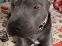 Dogslife Ear Cleaning Wipes