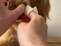 Dogslife Dental Cleaning Wipes