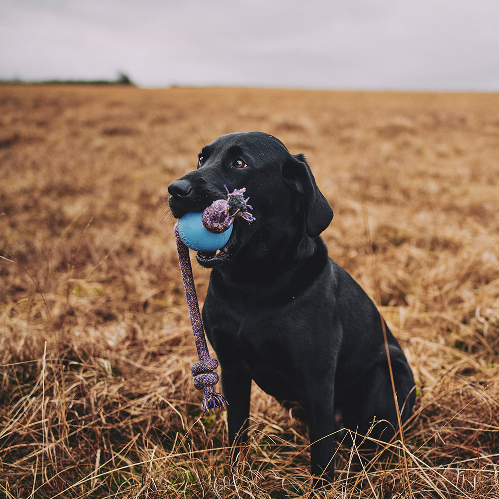 Natural Rubber Ball on a rope Dog Toy (6631115128993)