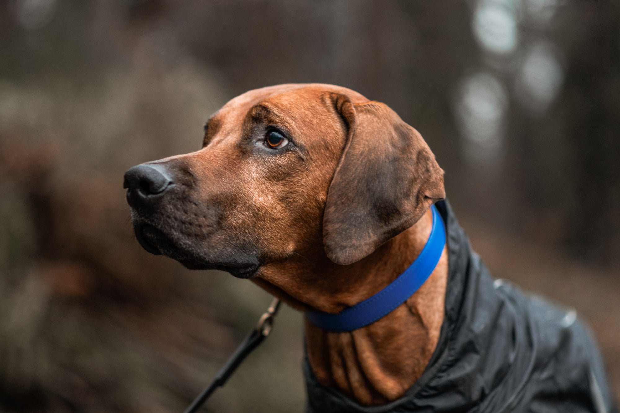 Signature Leather Dog & Cat Collar - Cobalt (6743260004513)