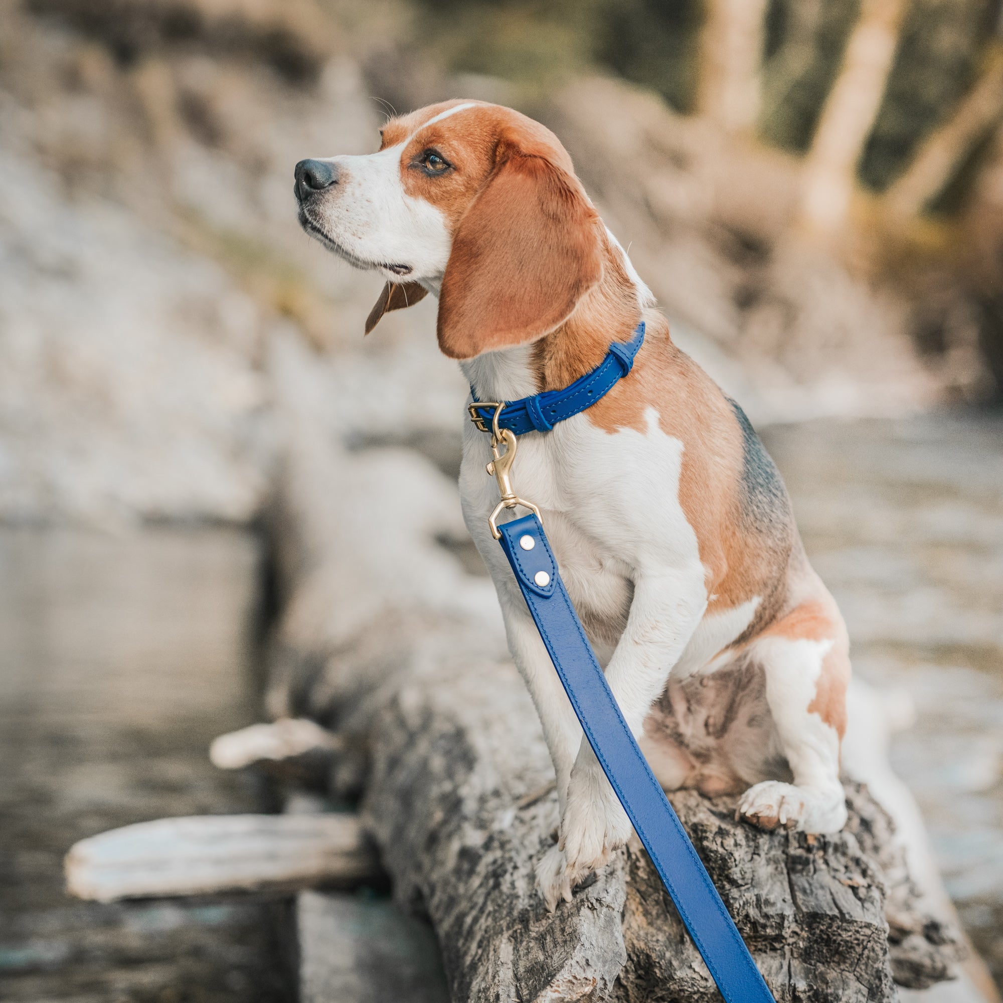 Signature Leather Dog & Cat Collar - Cobalt (6743260004513)