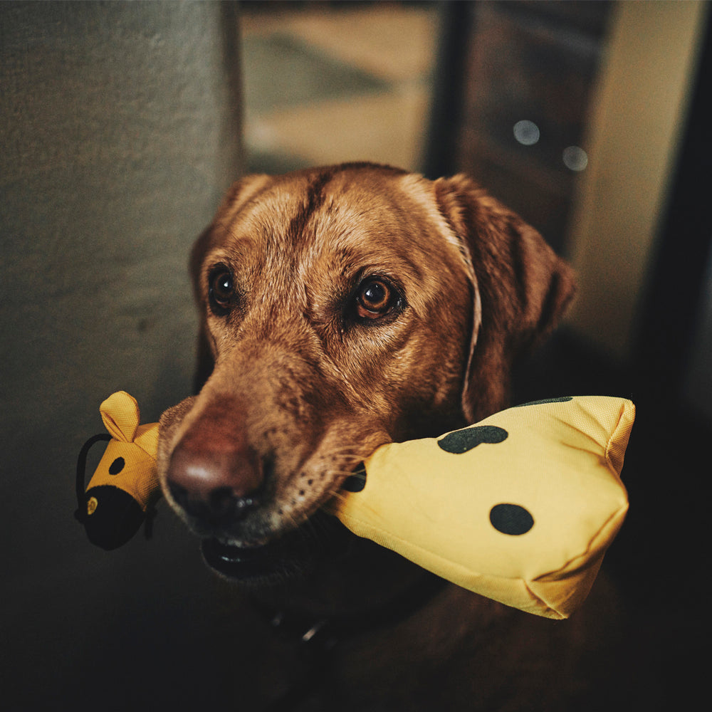 Cuddly Recycled Plastic Soft Dog Toy - George the Giraffe (6869470675105)