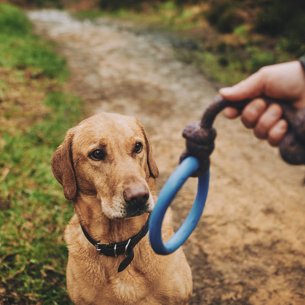 Natural Rubber Hoop on a rope Dog Toy (6631704494241)