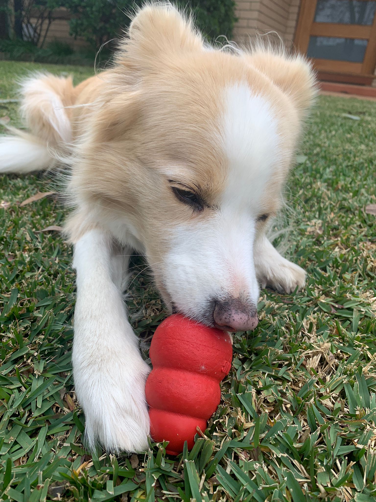 Kong Classic dog toy (6846099292321)