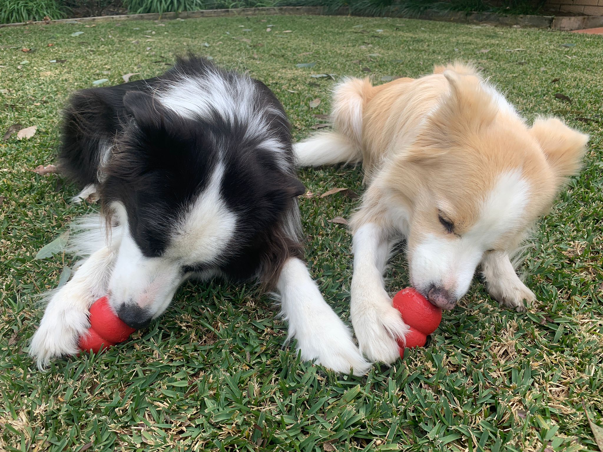 Kong Classic dog toy (6846099292321)