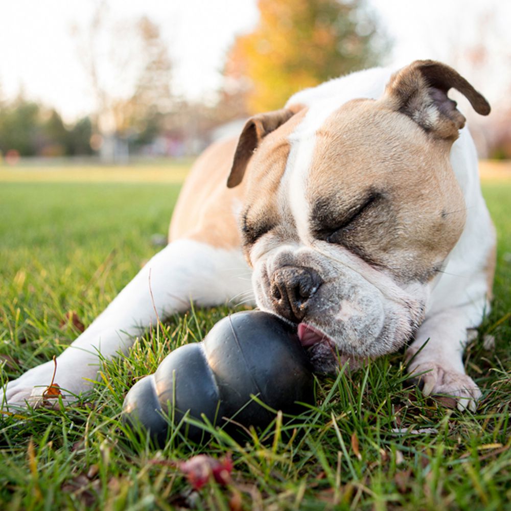 Kong Extreme dog toy (7002846691489)