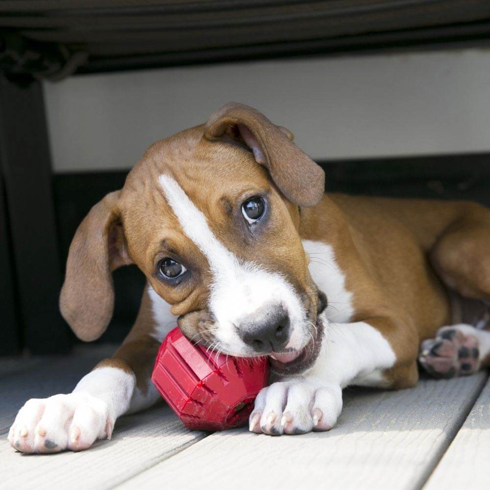 KONG Stuff a Ball Dog Toy (7686945341682)