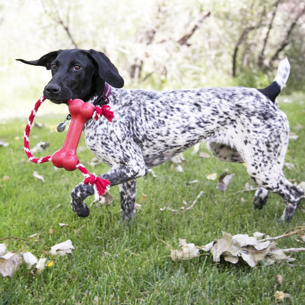Kong Classic Goodie Bone with Rope Dog Toy (7742407246066)