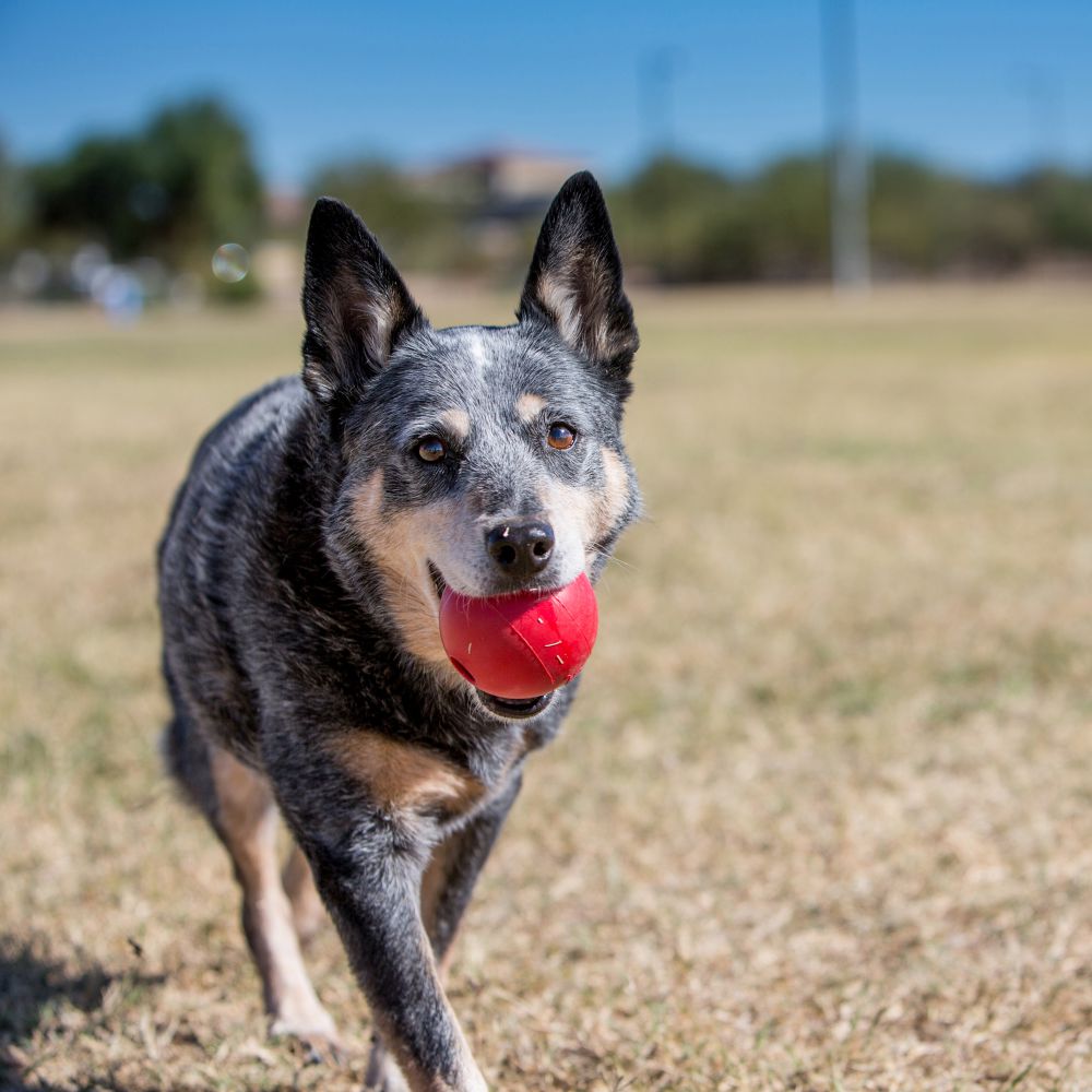 KONG Classic Rubber Ball Dog Toy (7653934629106)