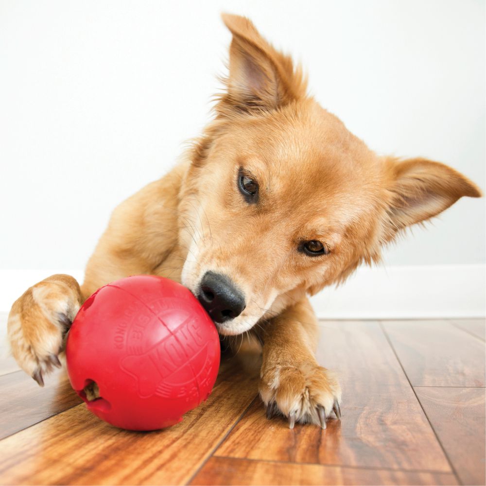 KONG Classic Biscuit Ball Dog Toy (7751975076082)