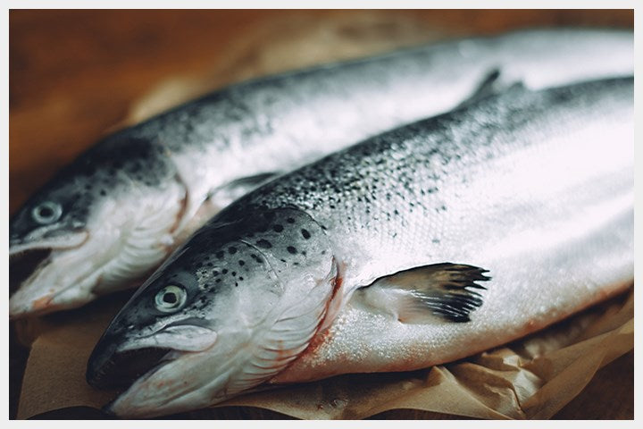 McAdams Free Range Turkey & Salmon Wet Cat Food 100g (7542249423090)