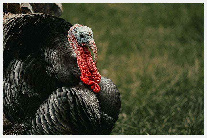 McAdams Free Range Turkey Wet Cat Food 100g (7542247194866)