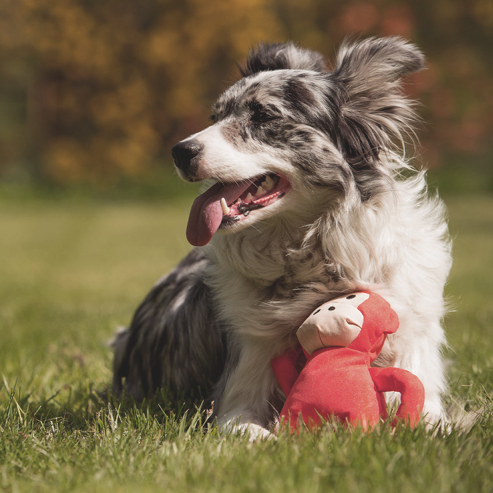 Happy Town Pets - Beco - Recycled toy with dog (6632787443873)