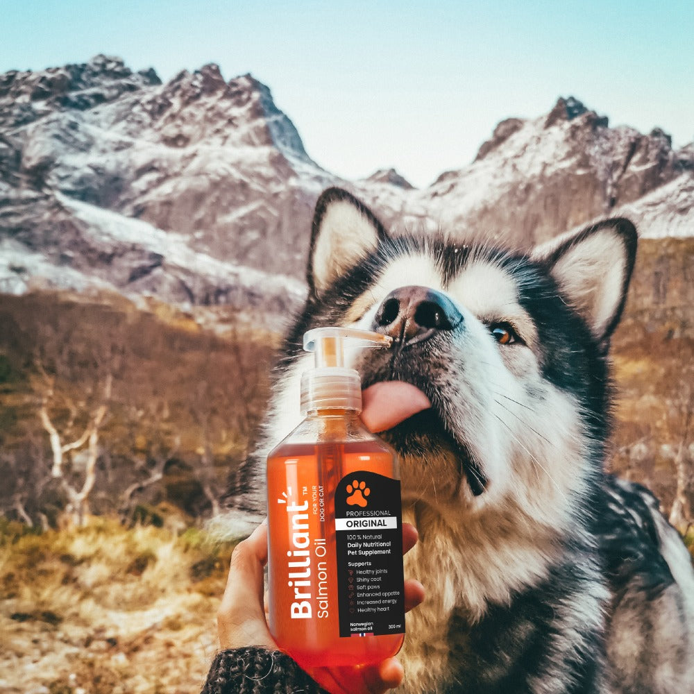 Brilliant Salmon Oil for Dogs, Cats & Puppies (7683169976562)