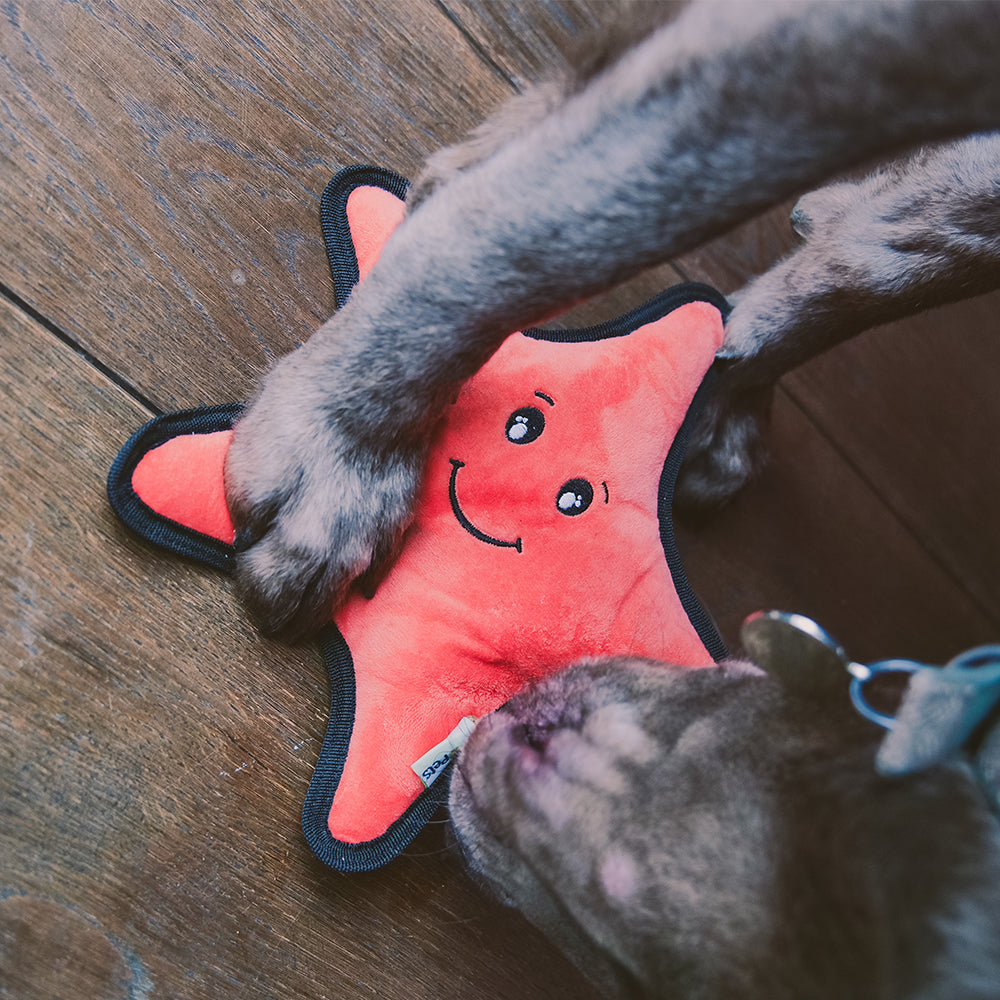 Rough & Tough Recycled Plastic Starfish Dog Toy (6869489877153)