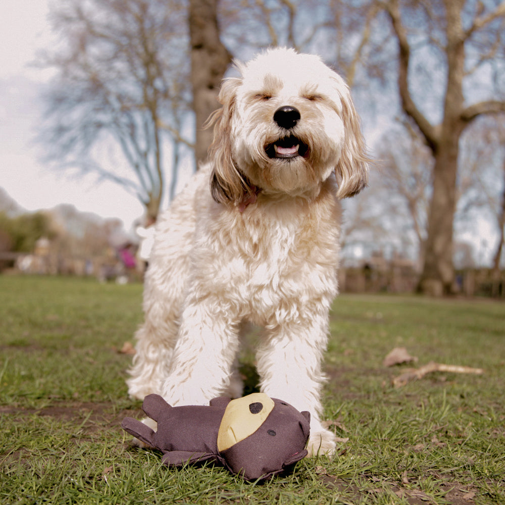 Cuddly Recycled Plastic Soft Dog Toy - Toby the Teddy (6869480276129)