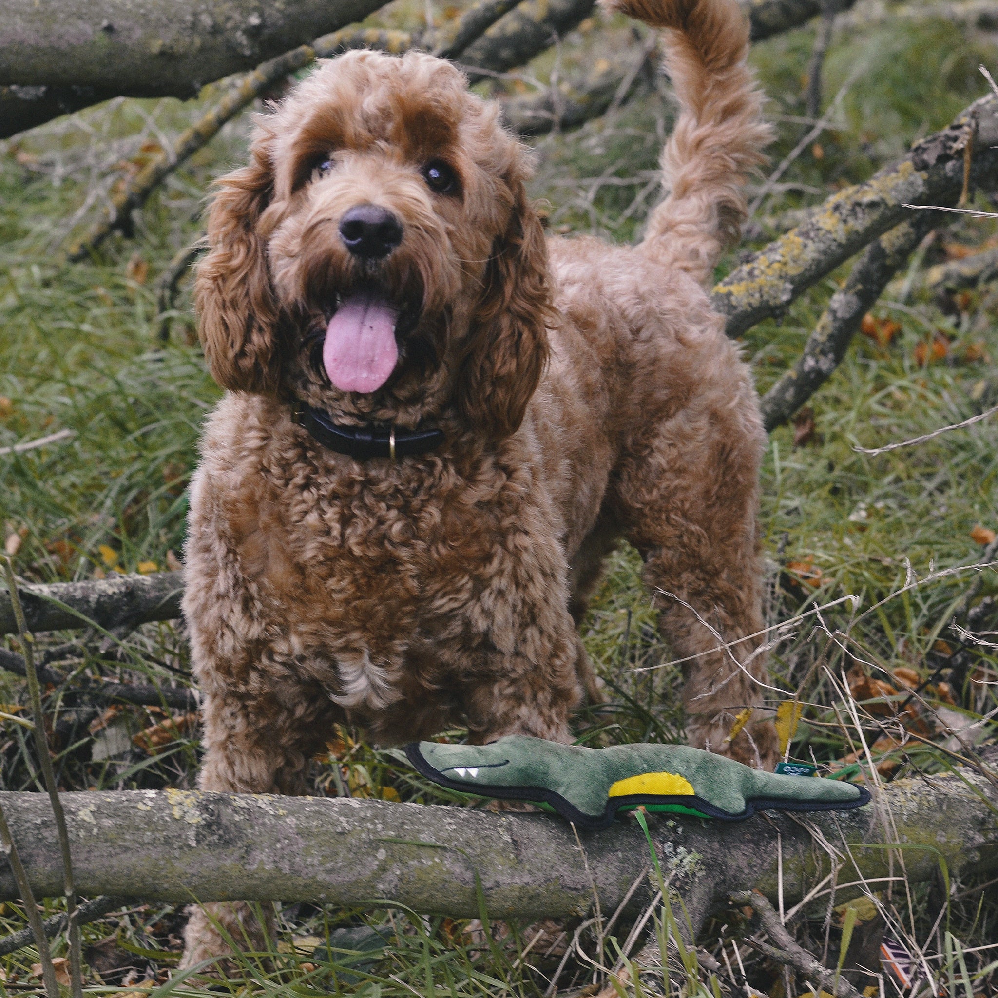 Rough & Tough Recycled Plastic Crocodile Dog Toy (6972085862561)