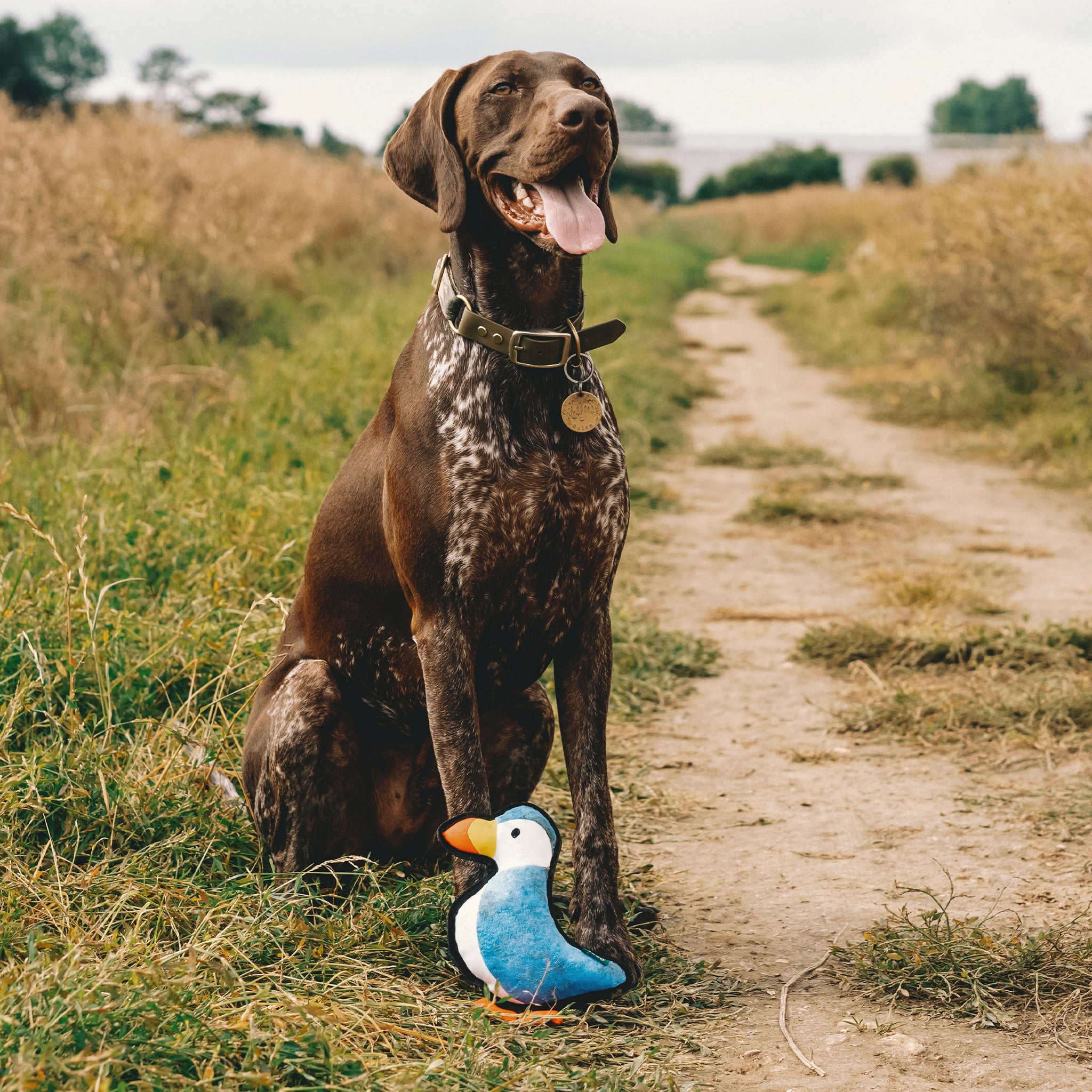 Rough & Tough Recycled Plastic Puffin Dog Toy (7461402509554)