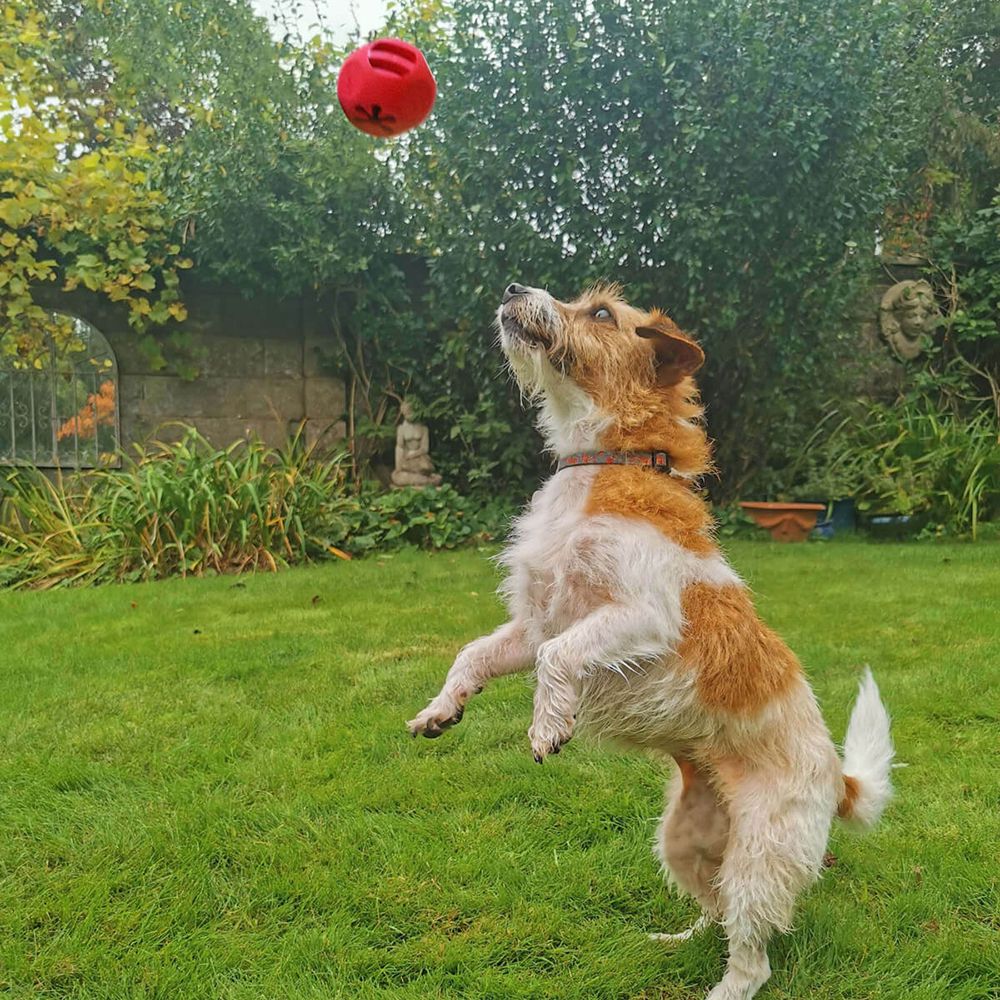 Frogg Fetch Red Chew Treat Dog Toy (7568485351666)