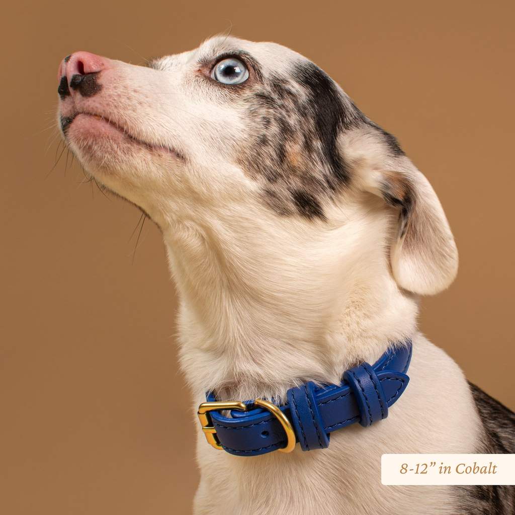 Signature Leather Dog & Cat Collar - Cobalt (6743260004513)