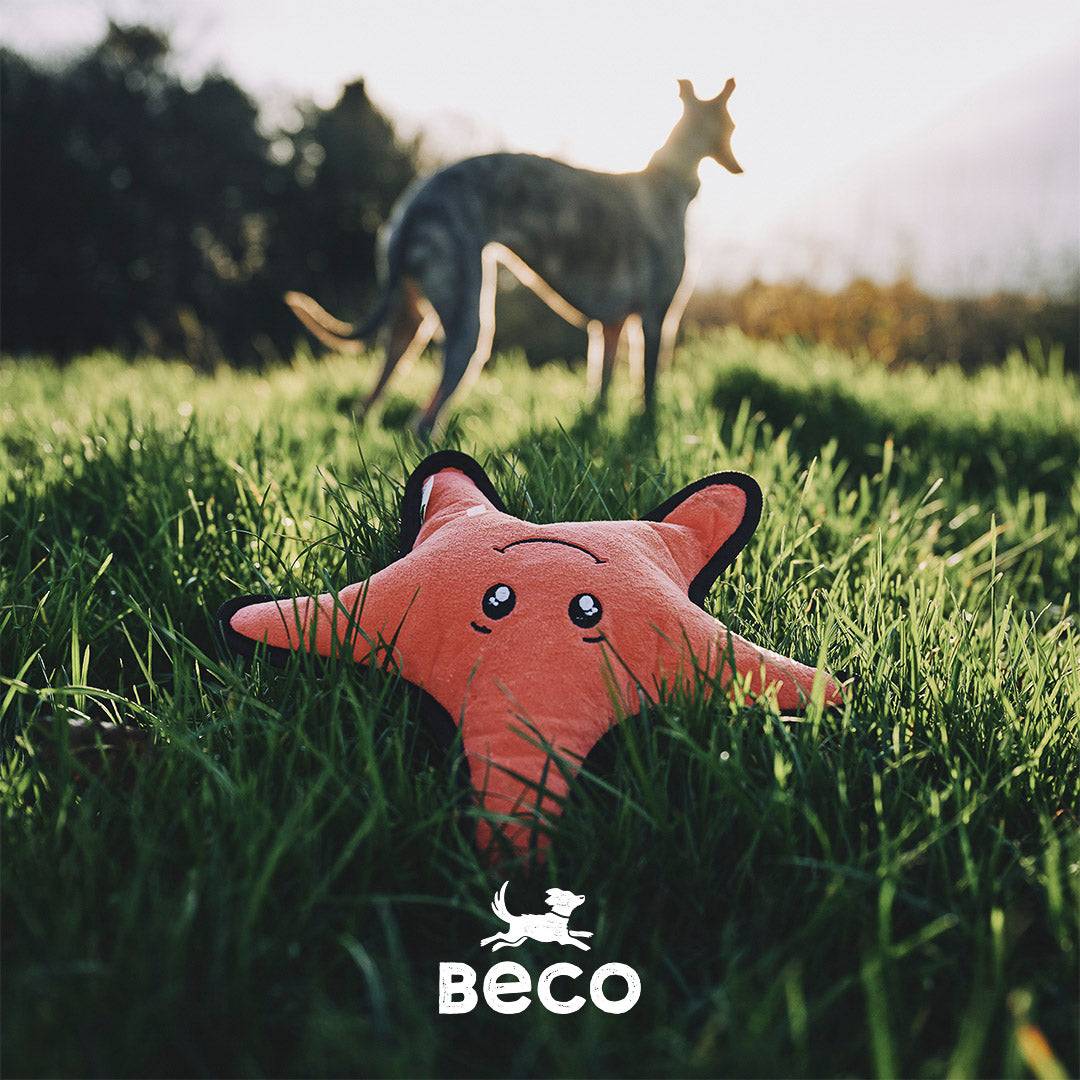 Rough & Tough Recycled Plastic Starfish Dog Toy (6869489877153)