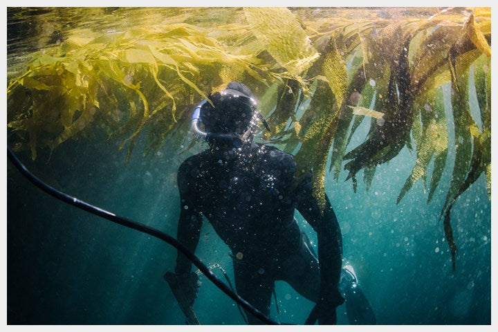 McAdams Free Range Chicken & Turkey Dry Cat Food (7542257582322)