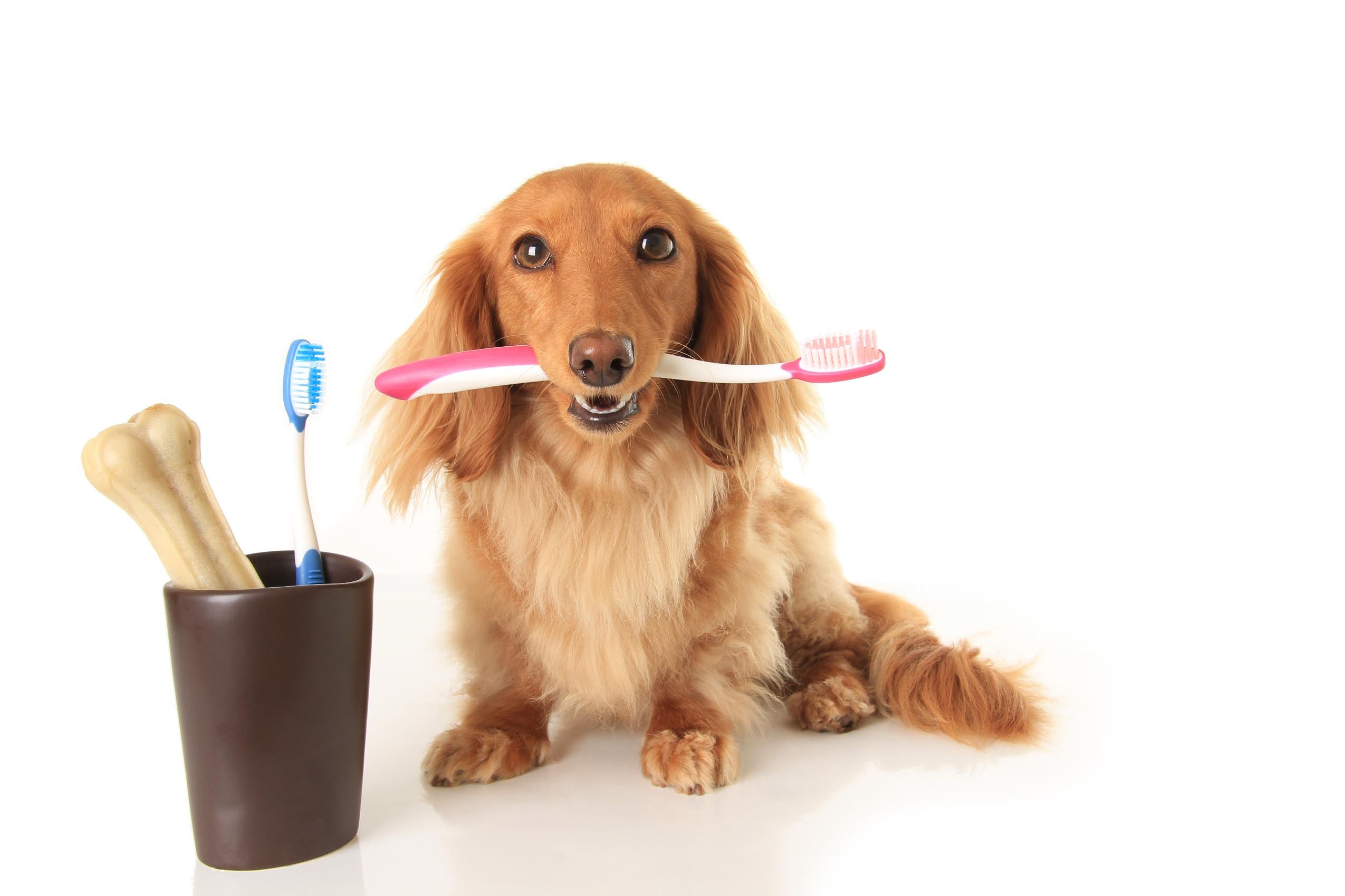 Importance Of Good Teeth Care For Dogs